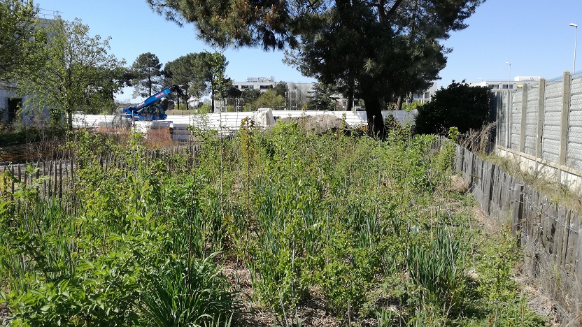 A Pessac, les jeunes plants de la micro-forêt fêtent leur première année