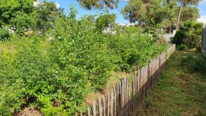 Près de 2 ans plus tard, les émergences de la micro-forêt atteignent près de 3m