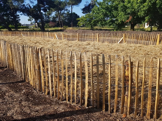 Mise en place du paillage pour la micro-forêt du site Ampéris à Pessac