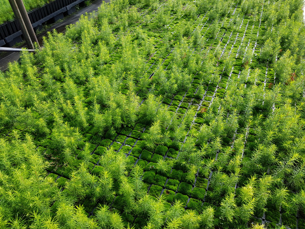 Plantations sur trame, calepinage encore balbutiant de jeunes plants