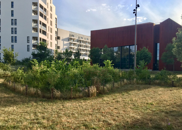 Micro-forêt-parc-Bühler-évolutionFINAL